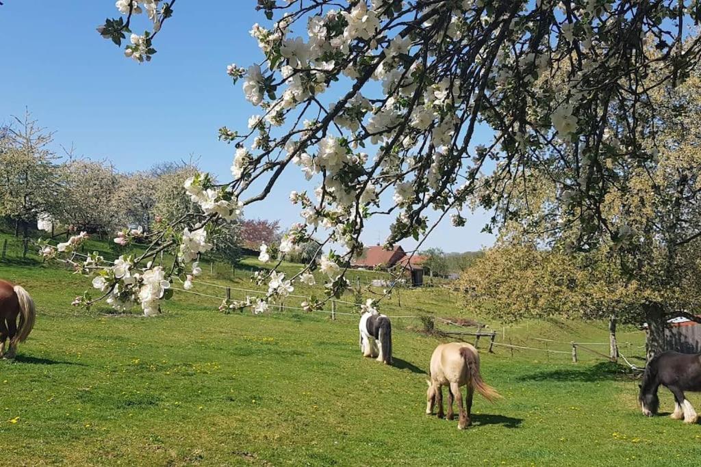 Les Vergers D'Epona "Fremifontaine Vosges" Zewnętrze zdjęcie