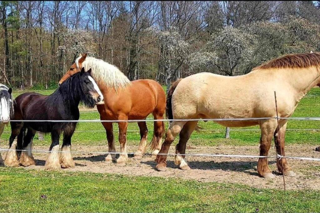Les Vergers D'Epona "Fremifontaine Vosges" Zewnętrze zdjęcie